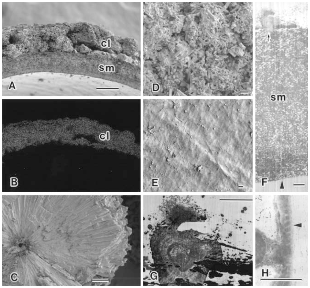 Diversity in the Matrix Structure of Eggshells in the Testudines (Reptilia)