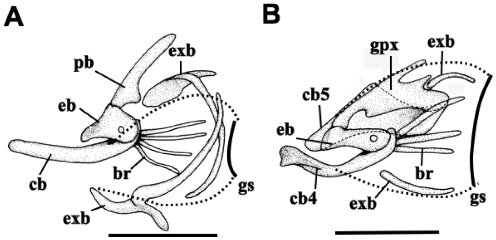 Morphology and Ventilatory Function of Gills in the Carpet Shark Family ...