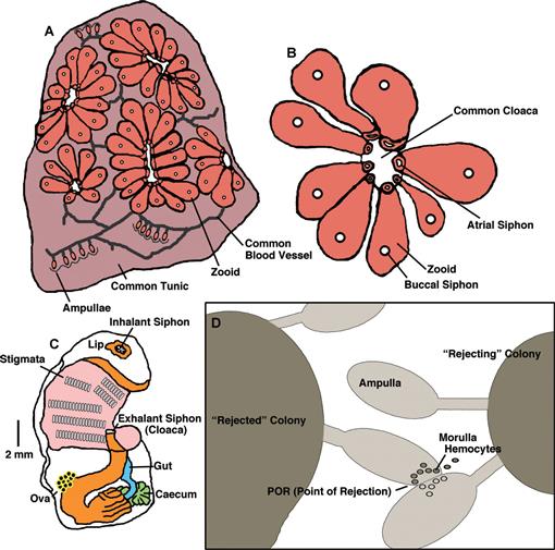 Allorecognition Between Compound Ascidian Colonies