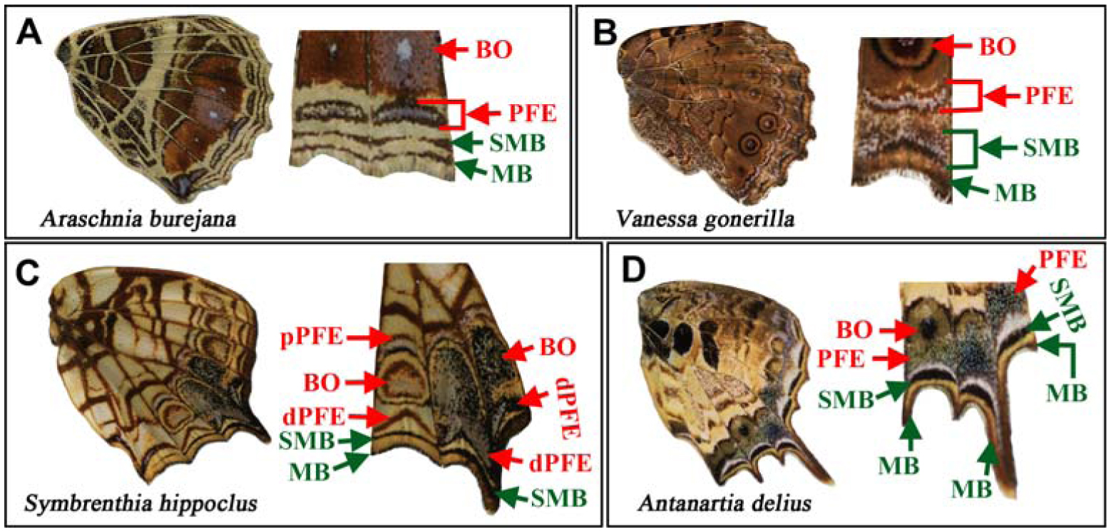 The Marginal Band System in Nymphalid Butterfly Wings