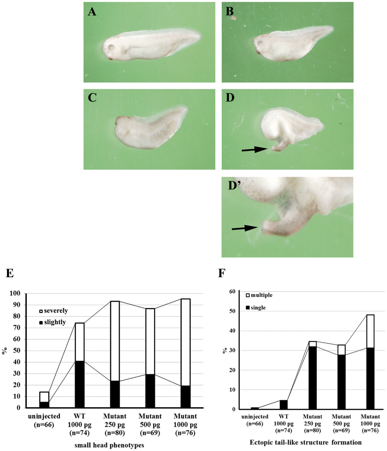Involvement Of Junb Proto Oncogene In Tail Formation During Early Xenopus Embryogenesis