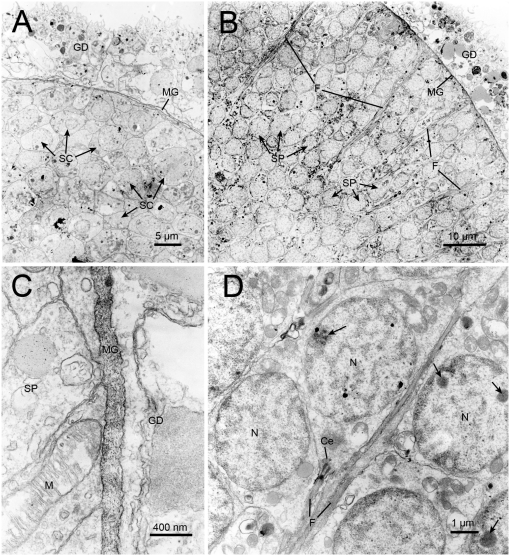 Gonadal Morphology and Gametogenesis in Japanese Red Coral Corallium ...