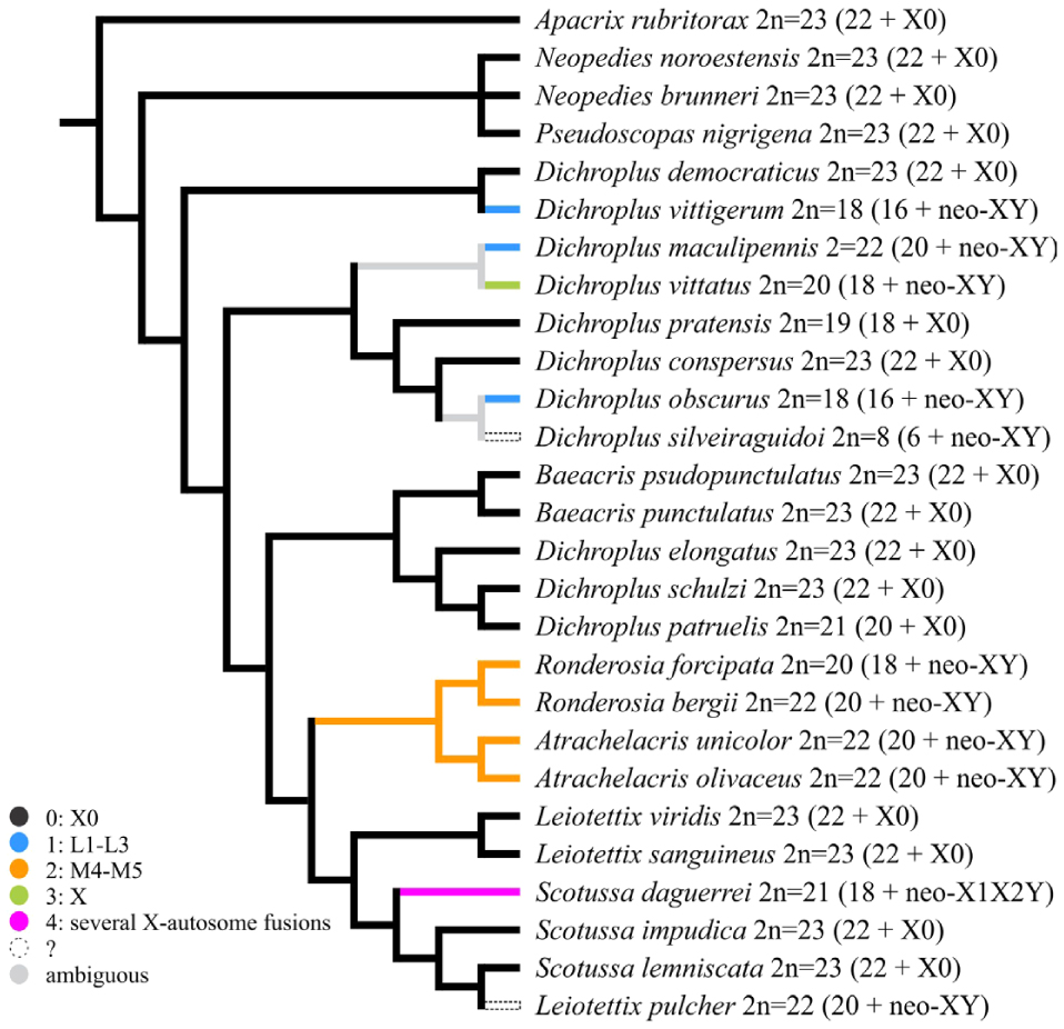 Neo Sex Chromosomes In The Maculipennis Species Group Dichroplus