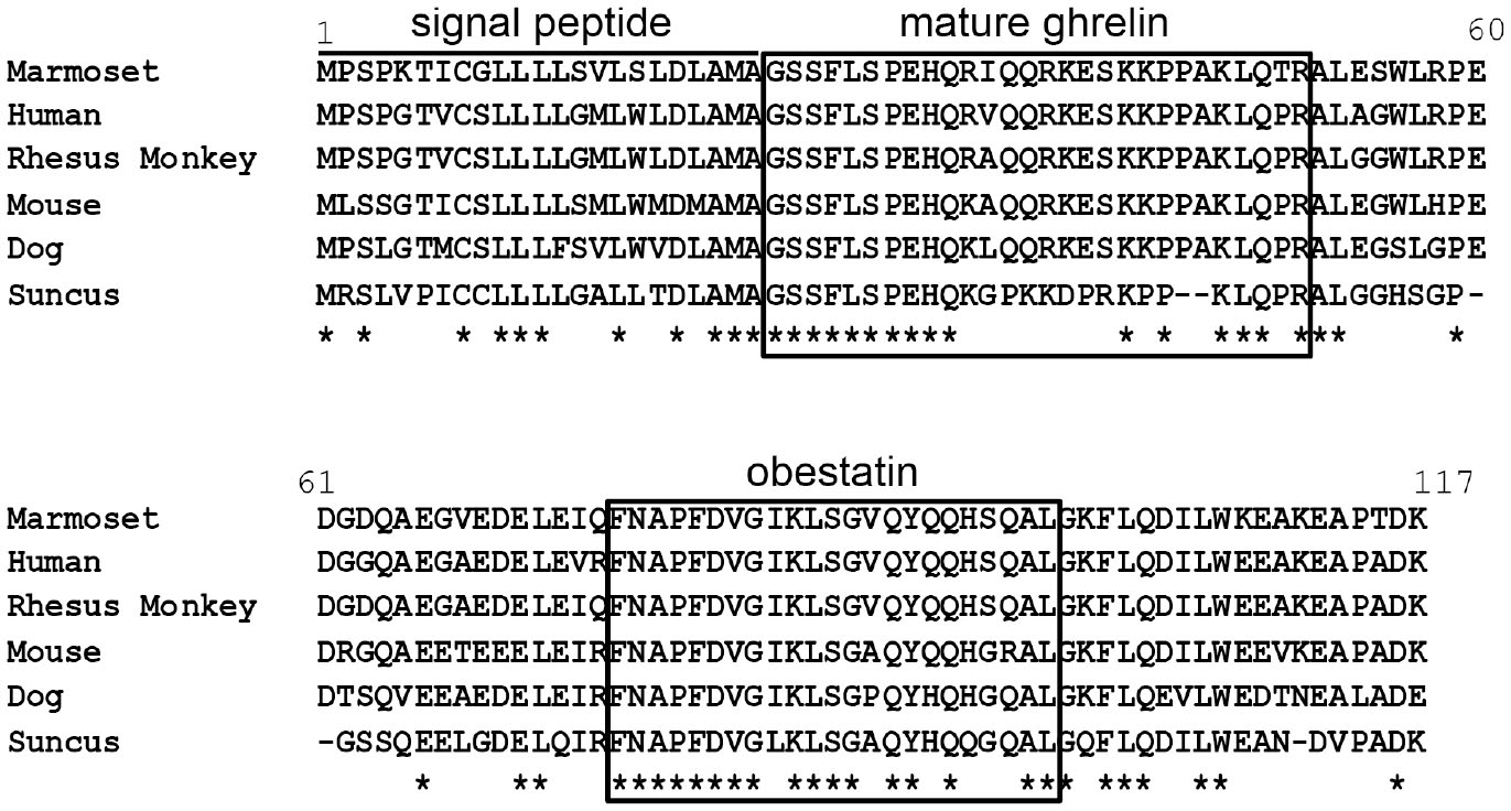 Molecular Cloning of Ghrelin and Characteristics of Ghrelin-Producing ...