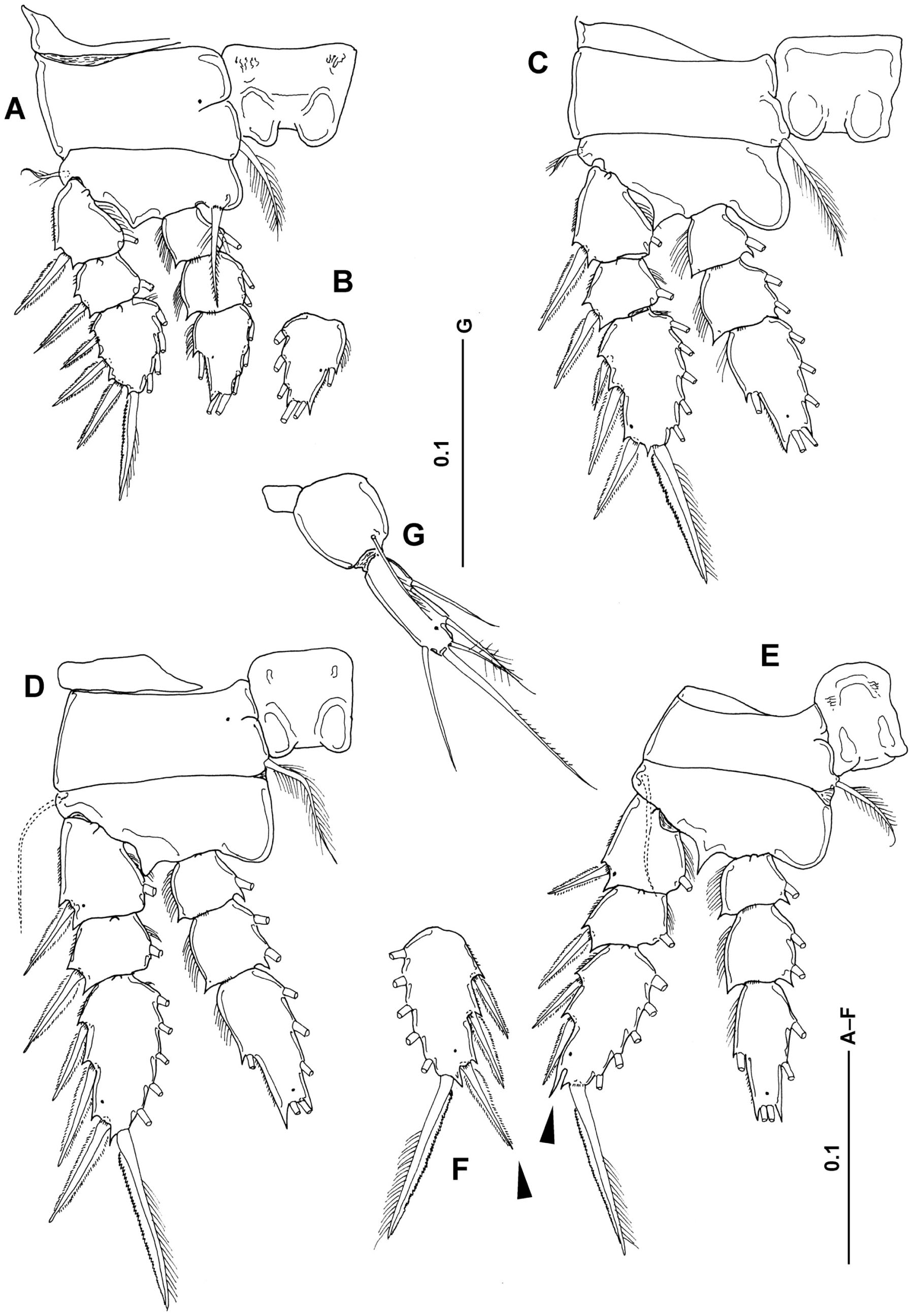 Cyclopid A New Species of Hyperbenthic Cyclopoid Copepod from Japan: First ...