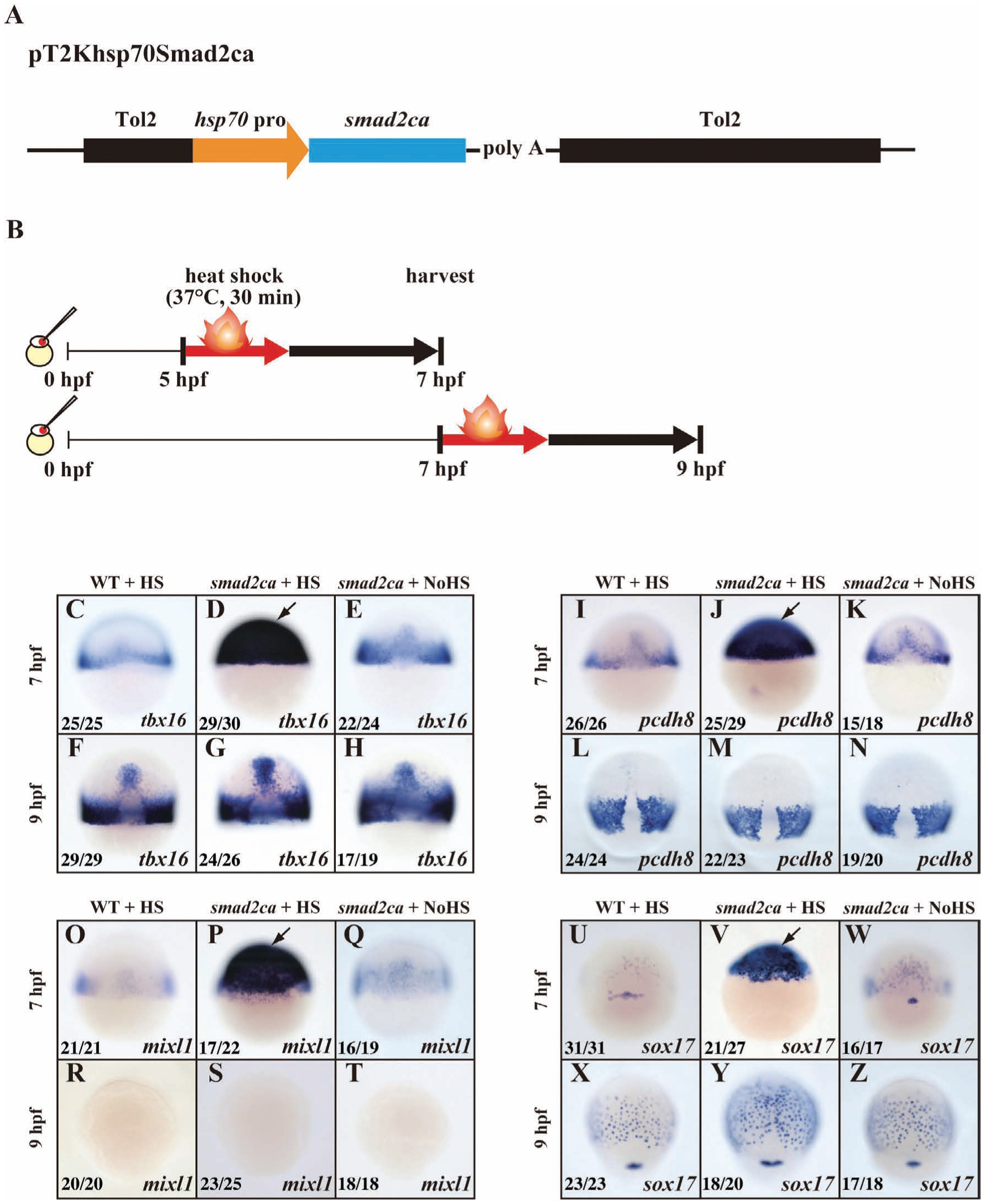 Histone H3 Lysine 27 Trimethylation Leads To Loss Of Mesendodermal Competence During Gastrulation In Zebrafish Ectodermal Cells