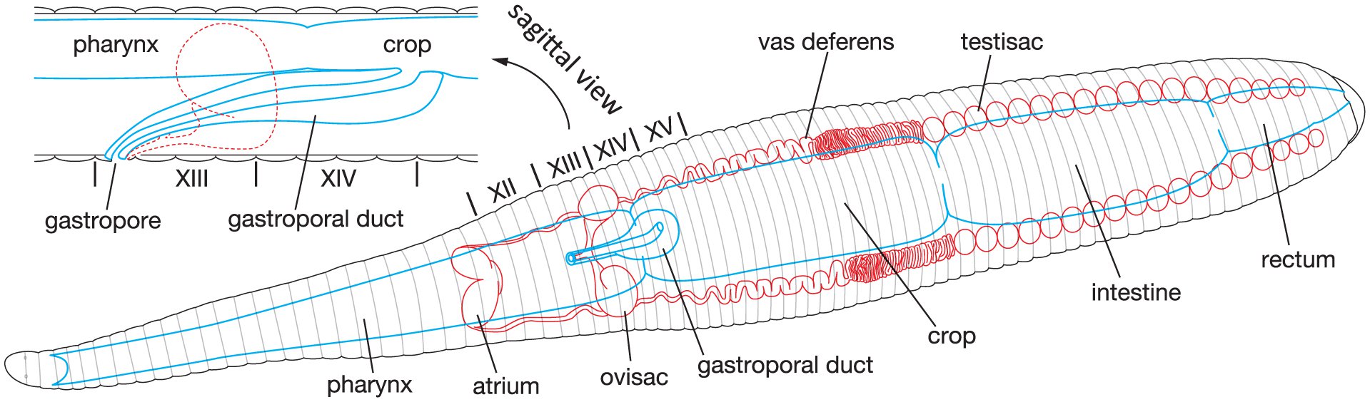 A New Species of Orobdella (Hirudinida: Arhynchobdellida: Orobdellidae ...