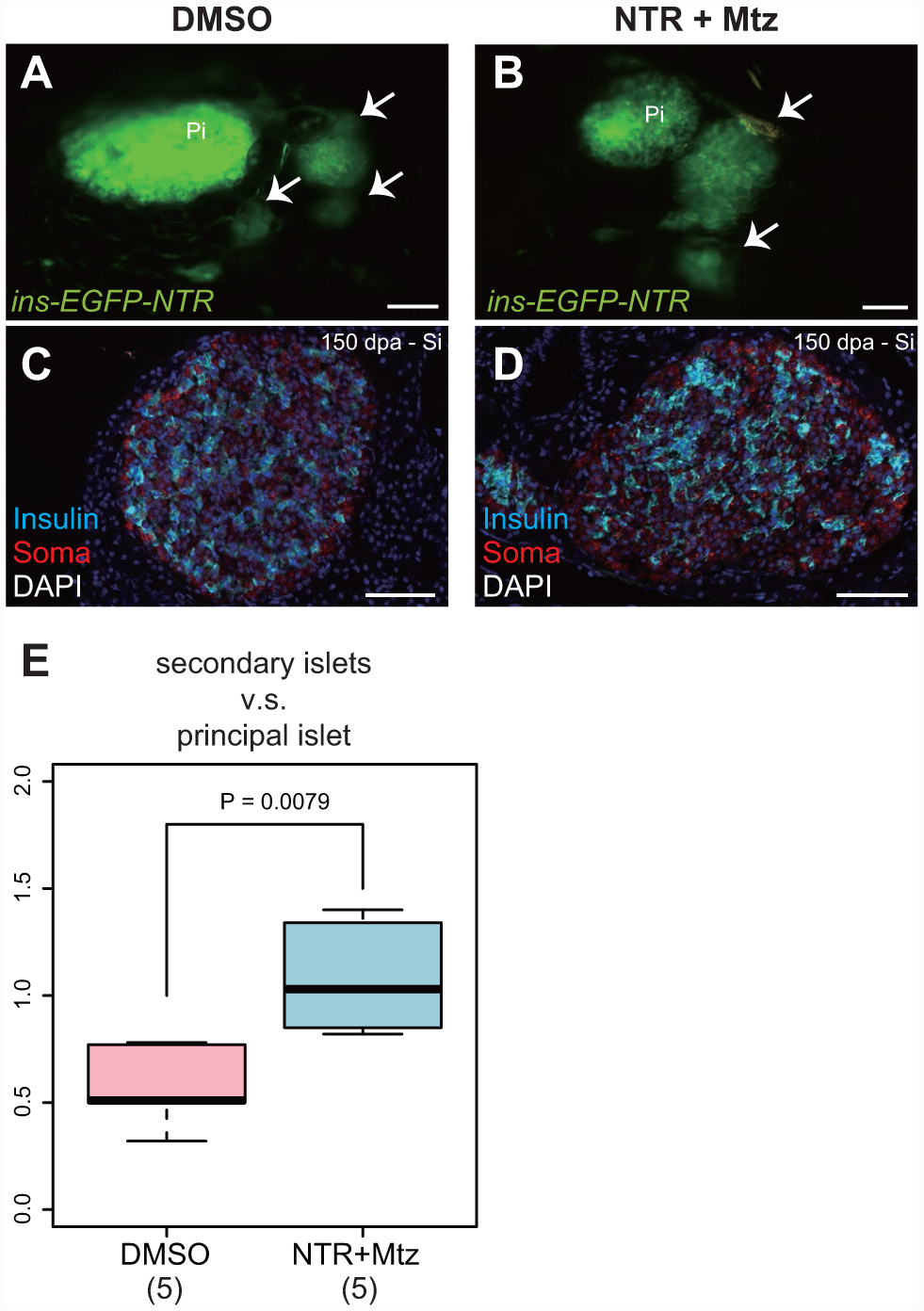 Targeted Ablation Of Pancreatic B Cells In Medaka