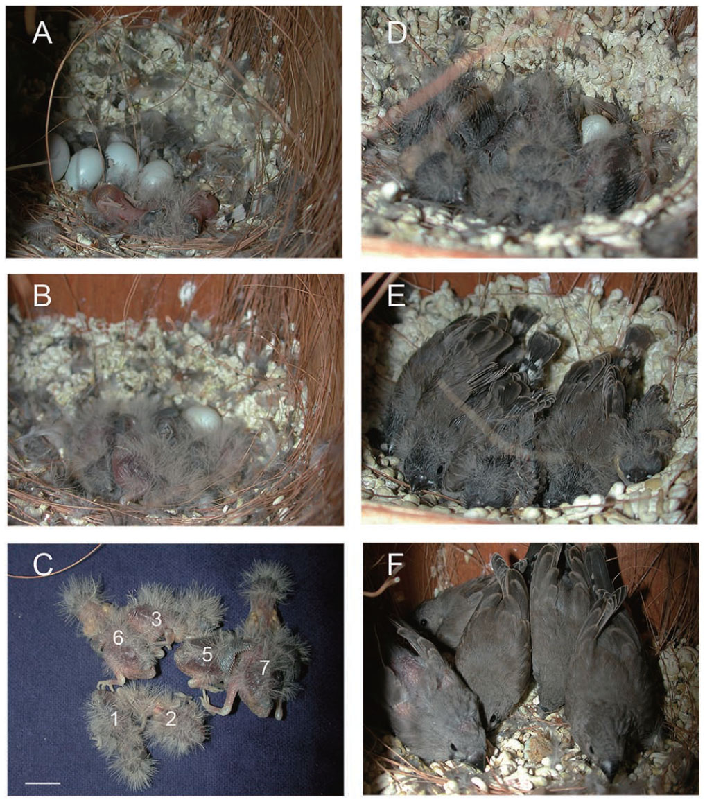 baby zebra finch development