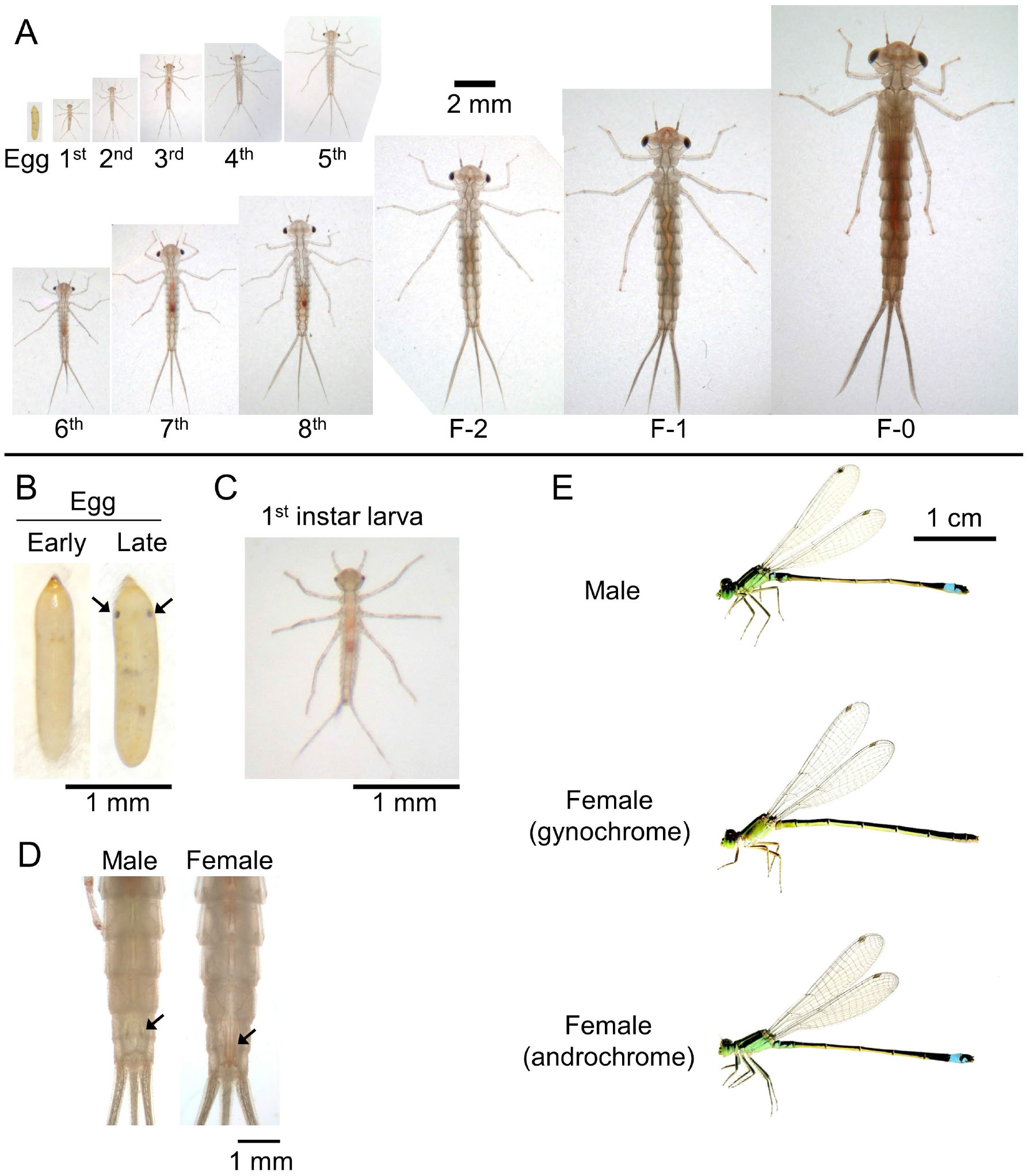 damselfly vs dragonfly larvae