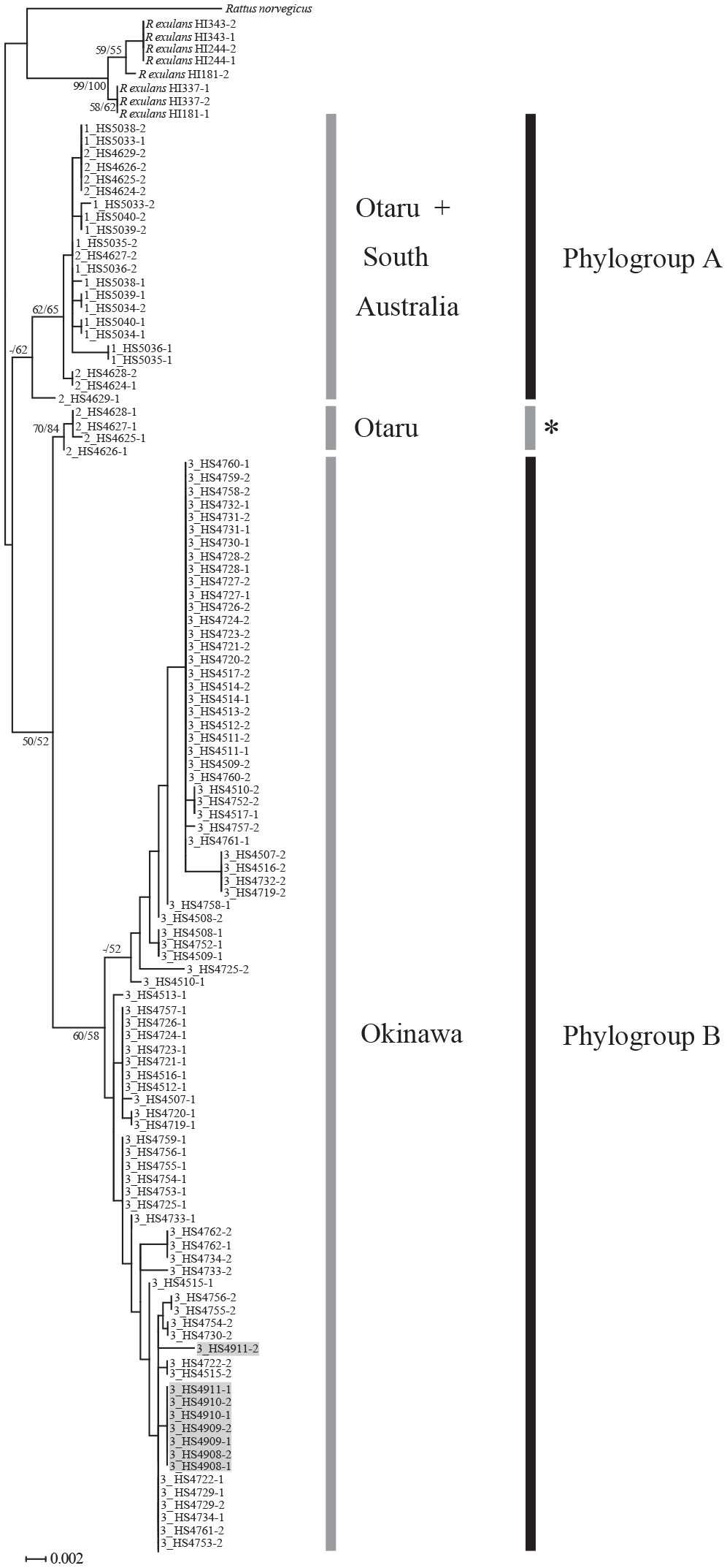 Potential Causative Mutation For Melanism In Rats Identified In The Agouti Signaling Protein Gene Asip Of The Rattus Rattus Species Complex On Okinawa Island Japan