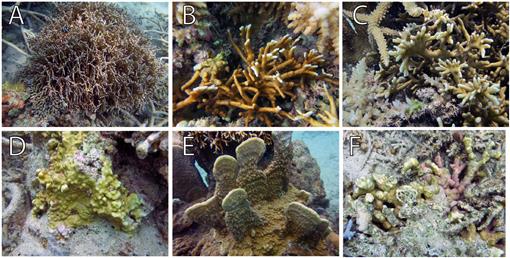 Molecular Phylogeny Demonstrates the Need for Taxonomic Reconsideration ...