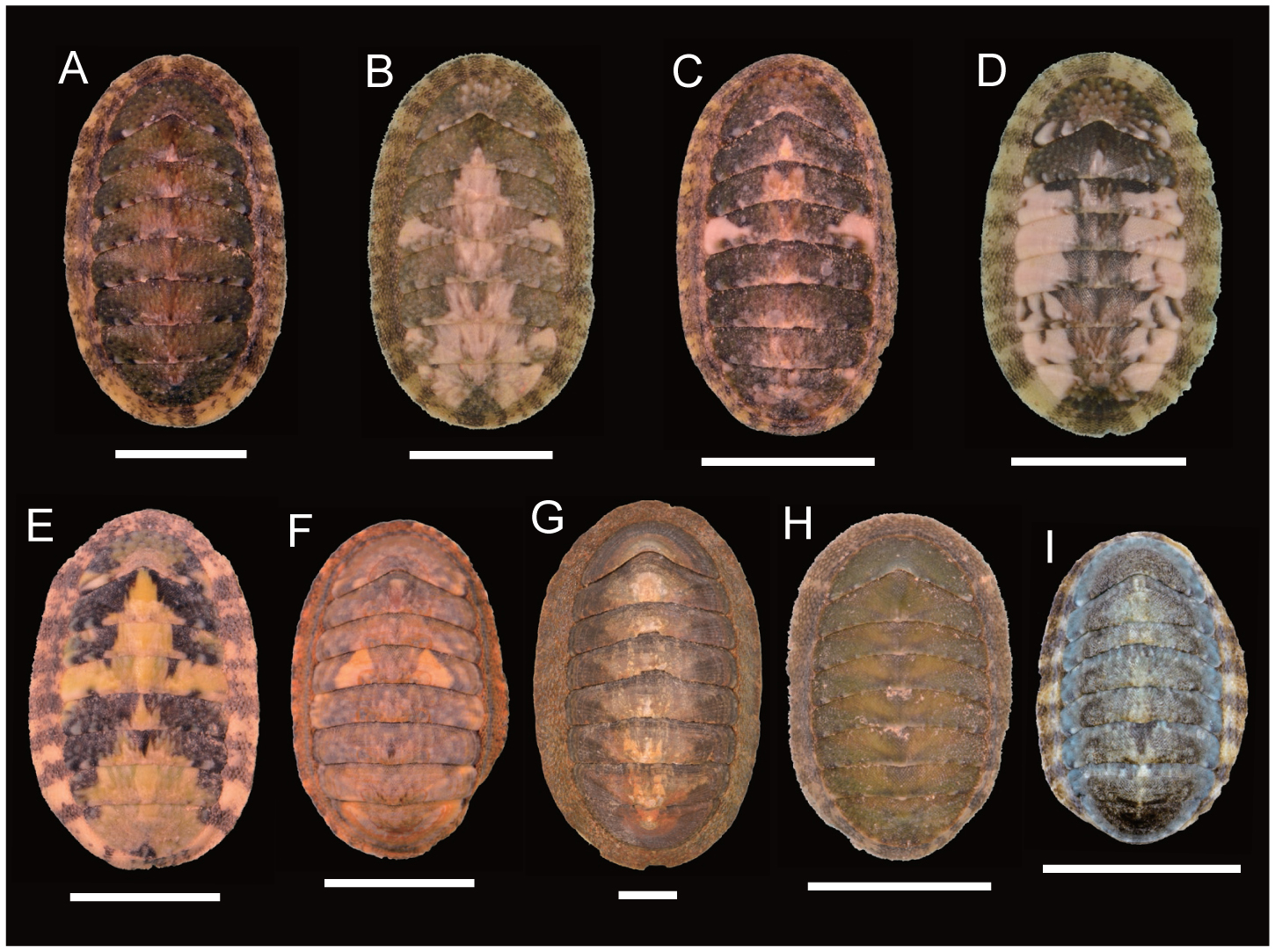 Phylogenetic Relationships Among Japanese Species of the Genus ...