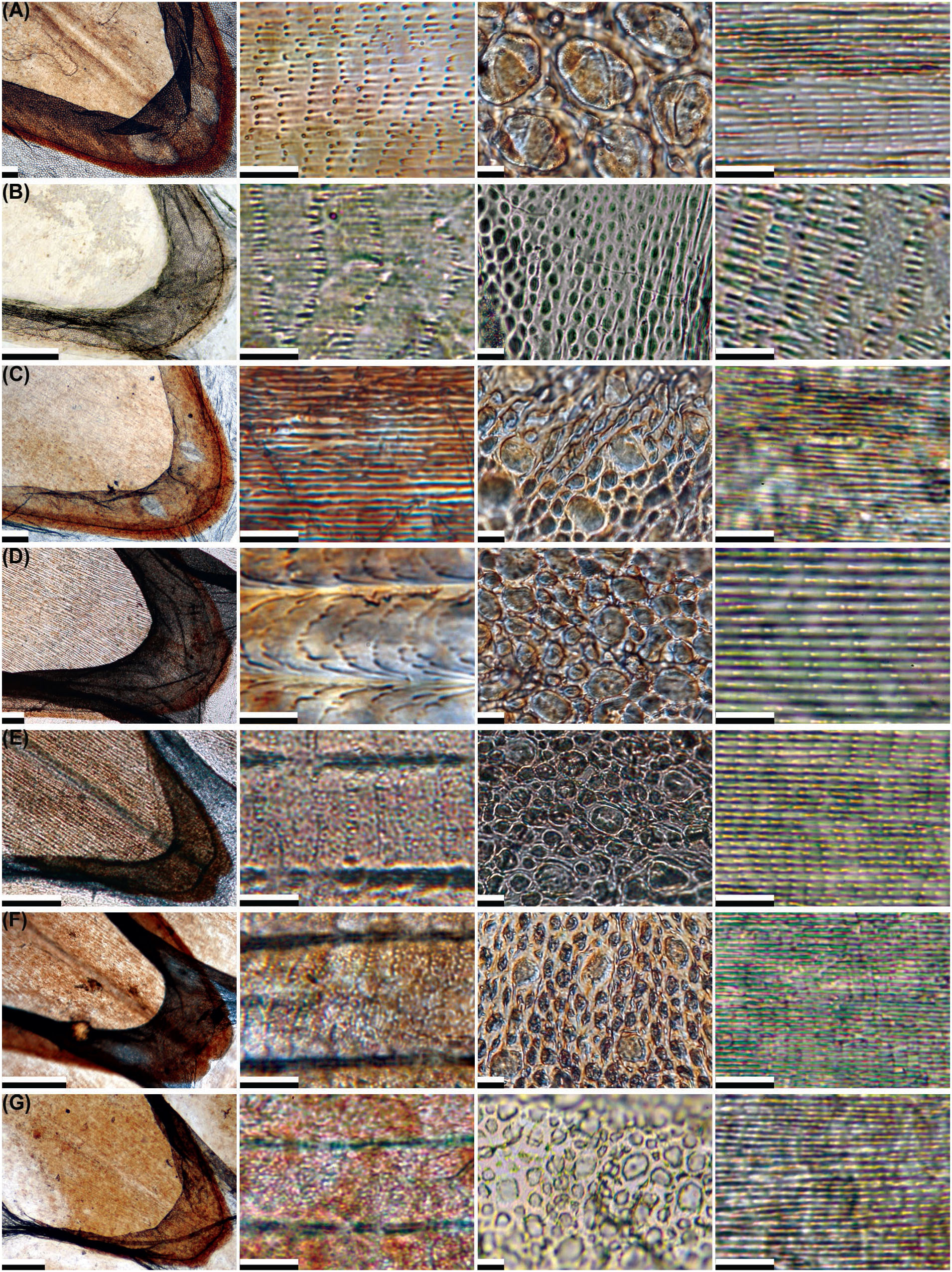 Species Identification Of Fragmented Or Faded Shed Snake Skins By Light Microscopy
