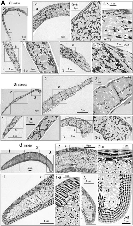 Spatially modulated structural colour in bird feathers