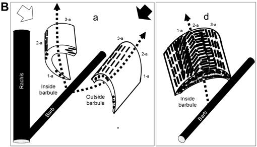 Spatially modulated structural colour in bird feathers