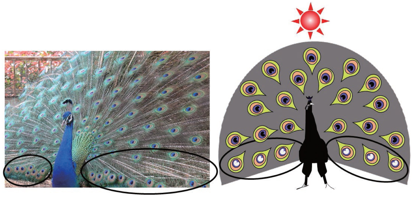 Spatially modulated structural colour in bird feathers