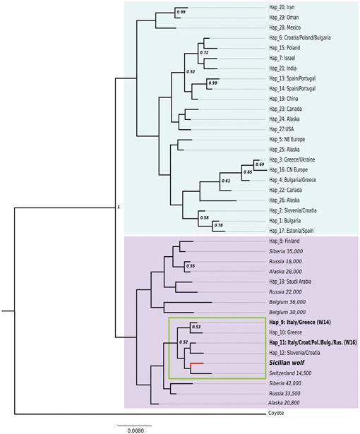 The extinct Sicilian wolf shows a complex history of isolation and