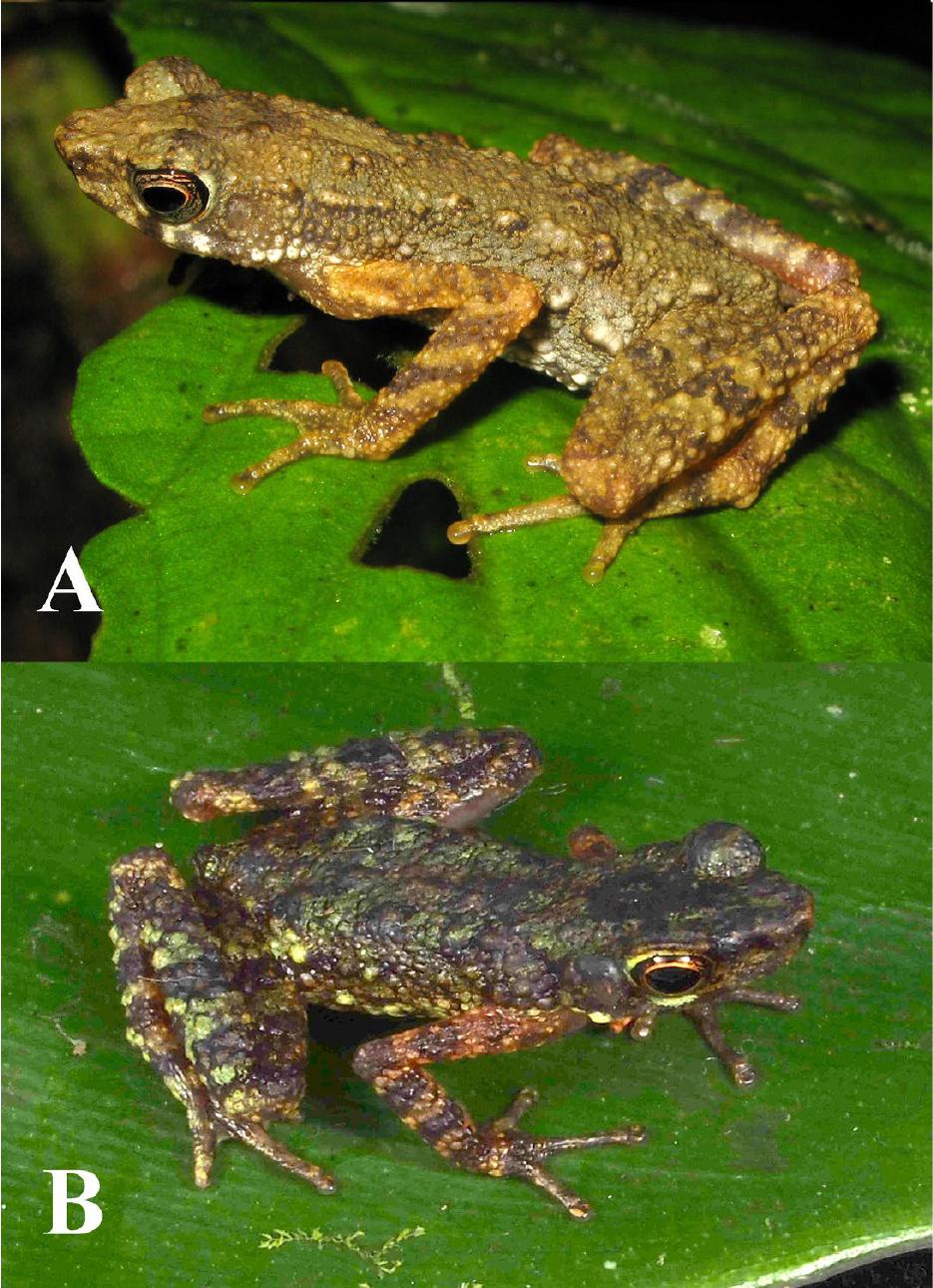 Two New Ansonia from Mountains of Borneo (Anura, Bufonidae)