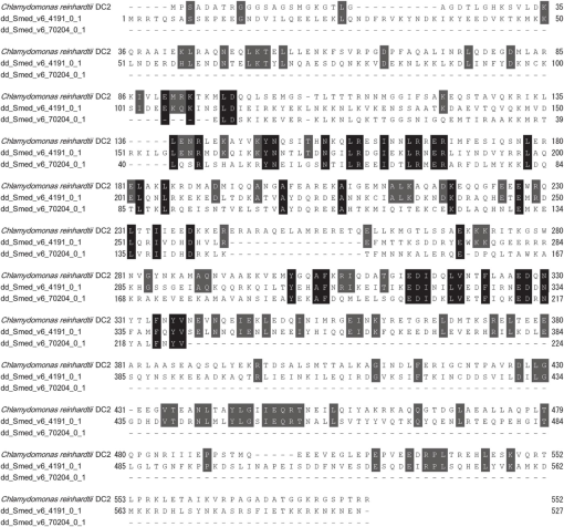 Cilia Loss And Dynein Assembly Defects In Planaria Lacking An Outer Dynein Arm Docking Complex Subunit