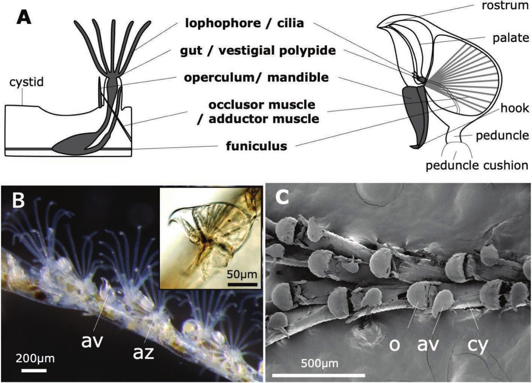 Developmental Process Of A Heterozooid: Avicularium Formation In A ...