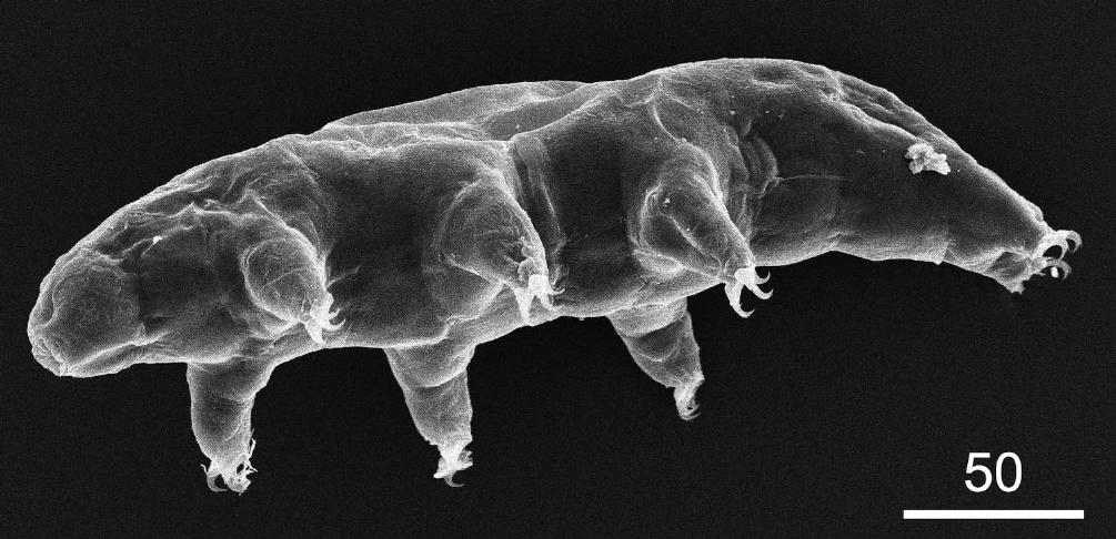 Reproduction of Mesobiotus: Comparison of Morphology and Behavior in ...