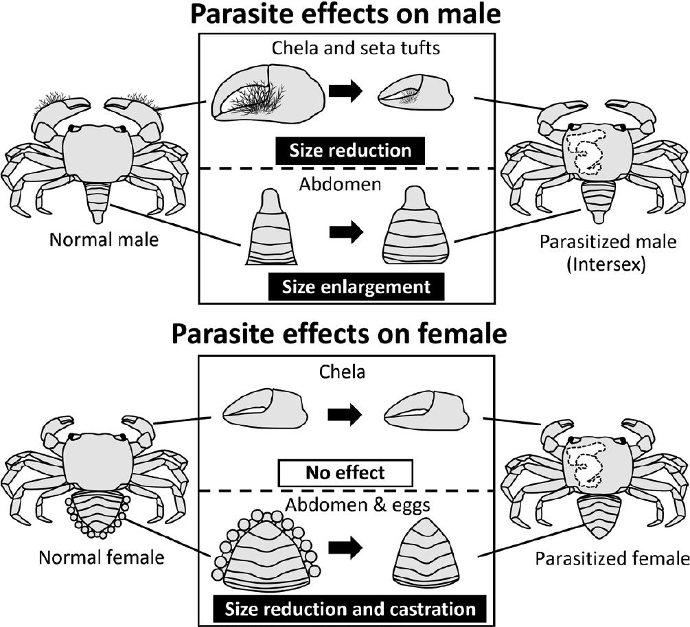 https://bioone.org/ContentImages/Journals/jzoo/38/5/zs210049/graphic/fi_zs210049_008.jpg