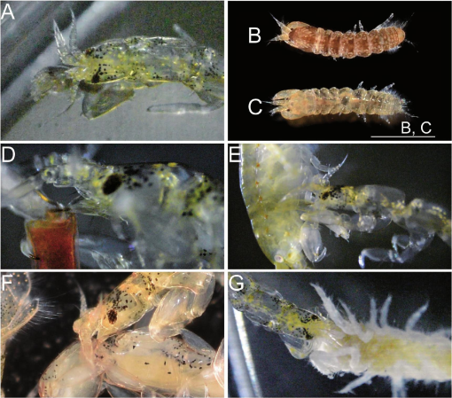 Observations on Predation in Paranthura japonica Richardson, 1909 ...