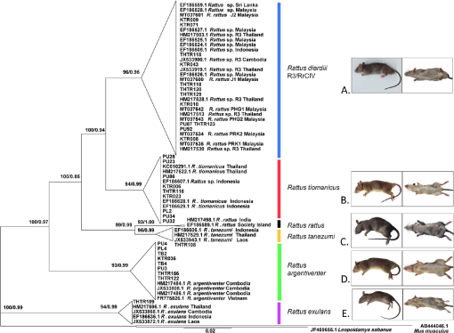 Molecular Identification And Genetic Variation Of Rattus Species From ...