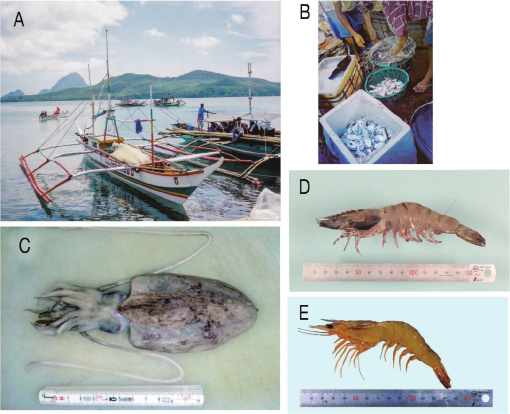 Sepia recurvirostra, Curvespine cuttlefish : fisheries