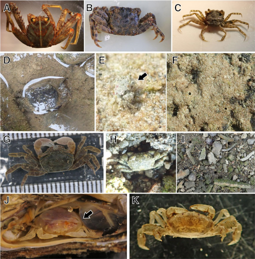 Molecular Phylogeny of Thoracotreme Crabs Including Nine Newly ...