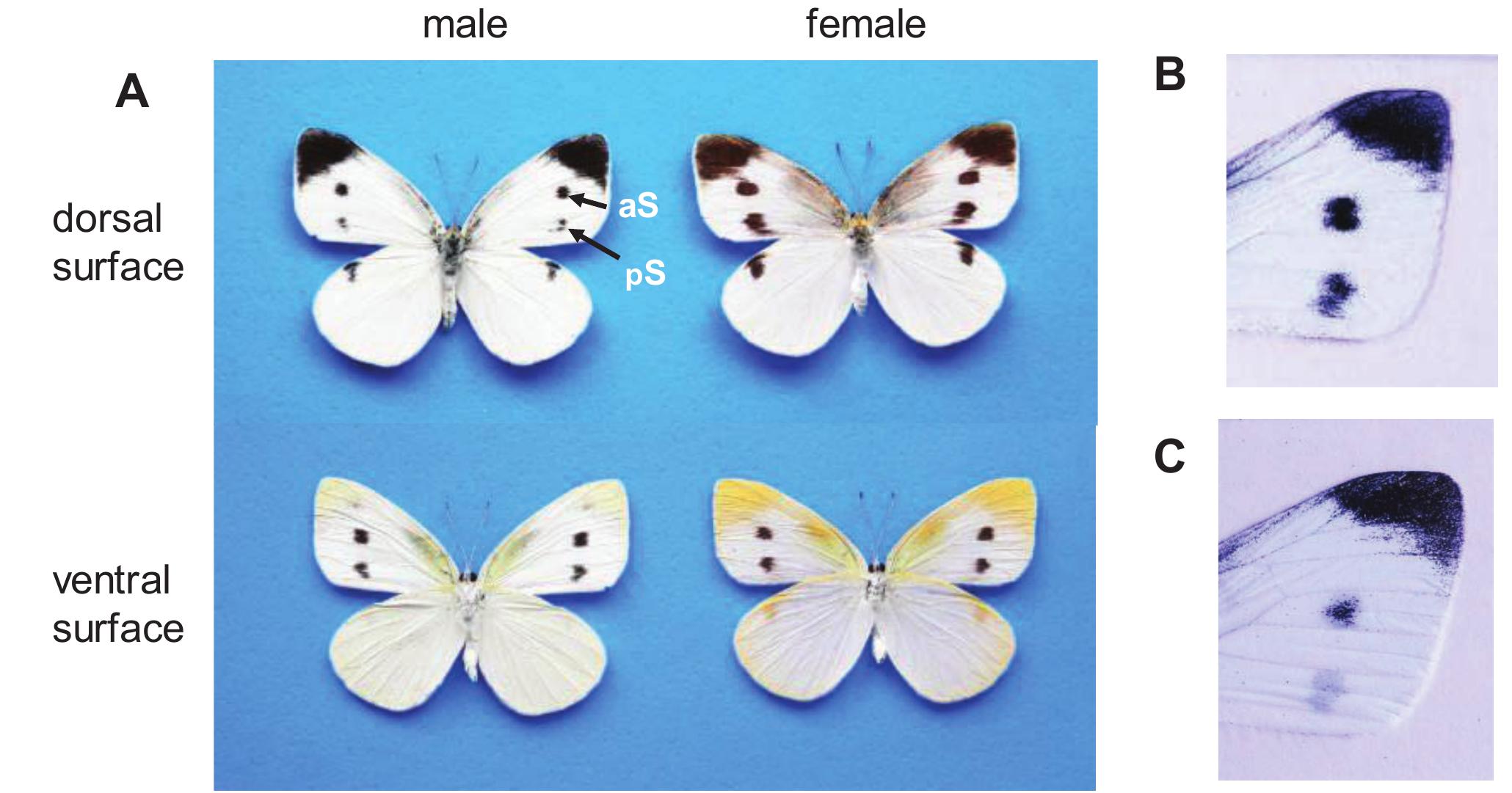 Contrasting Size Distributions among the Wing Spots of a Pierid Butterfly  Suggest Different Selective Histories