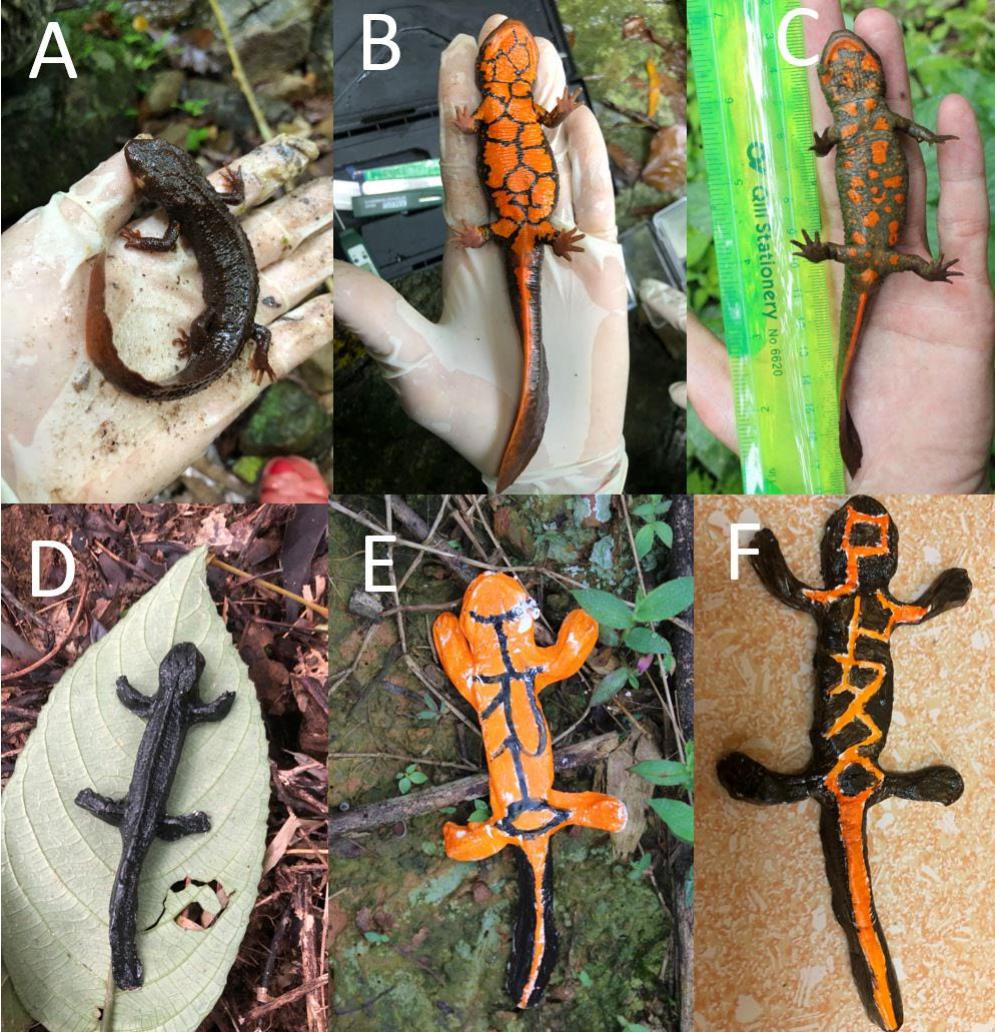 Newt Patterns Variation in Ventral Coloration Pattern and Aposematism in Tropical ...