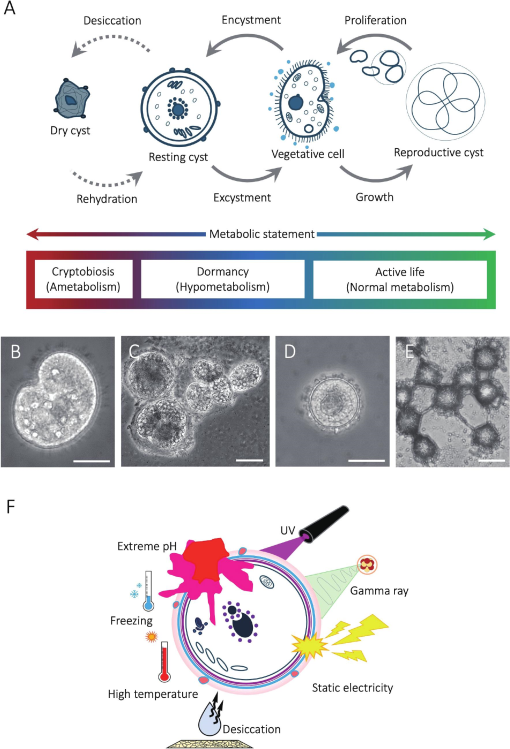 Resting Cyst Formation as a Strategy for Environmental Adaptation in ...