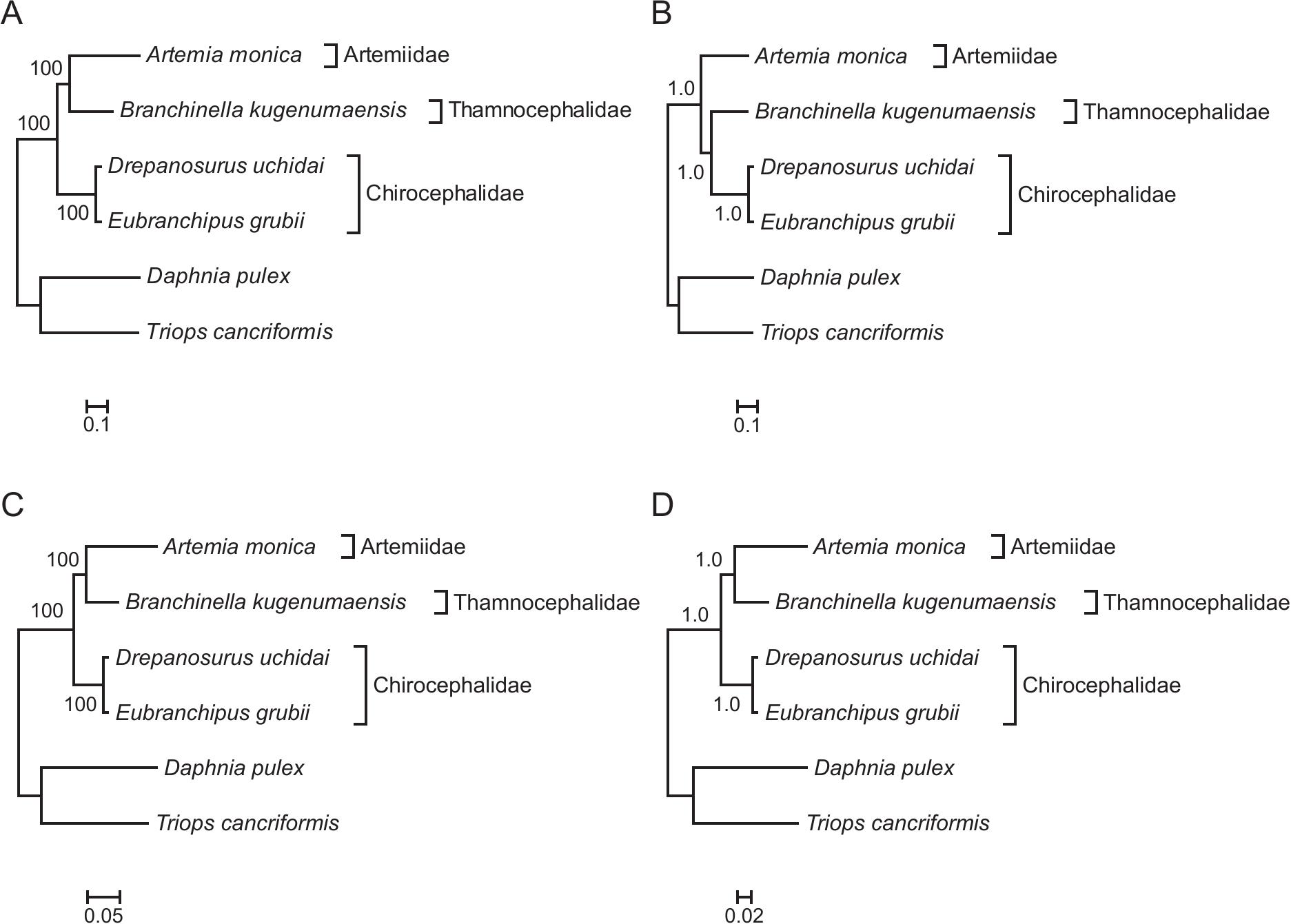 Transcriptome Sequence Data for Branchinella kugenumaensis ...