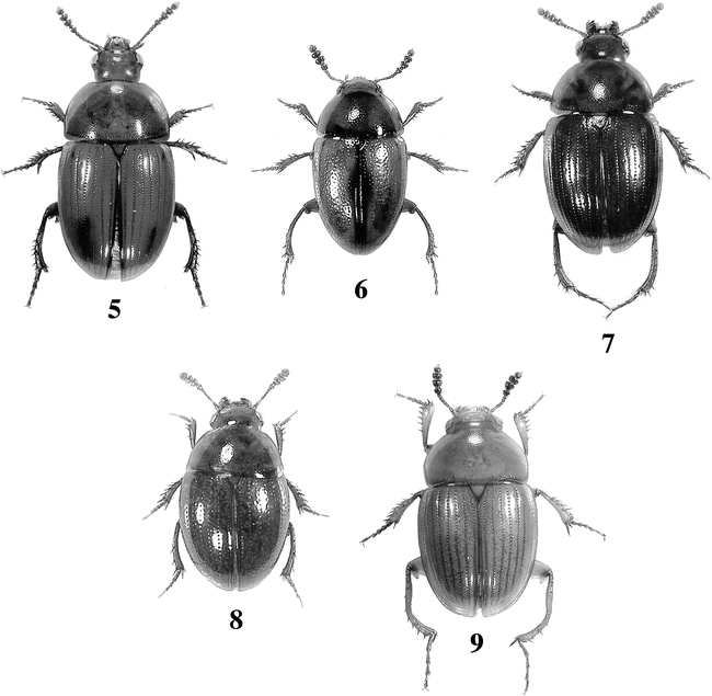 The Korean Species of the Genus Leiodes Latreille with Descriptions of ...