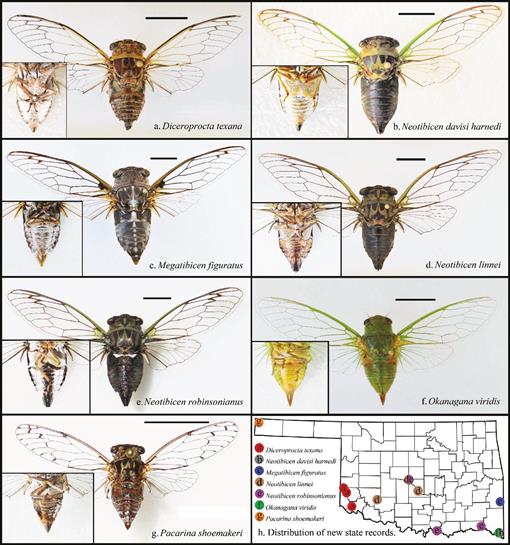 A 3-Year Survey of Oklahoma Cicadas (Hemiptera: Cicadoidea: Cicadidae