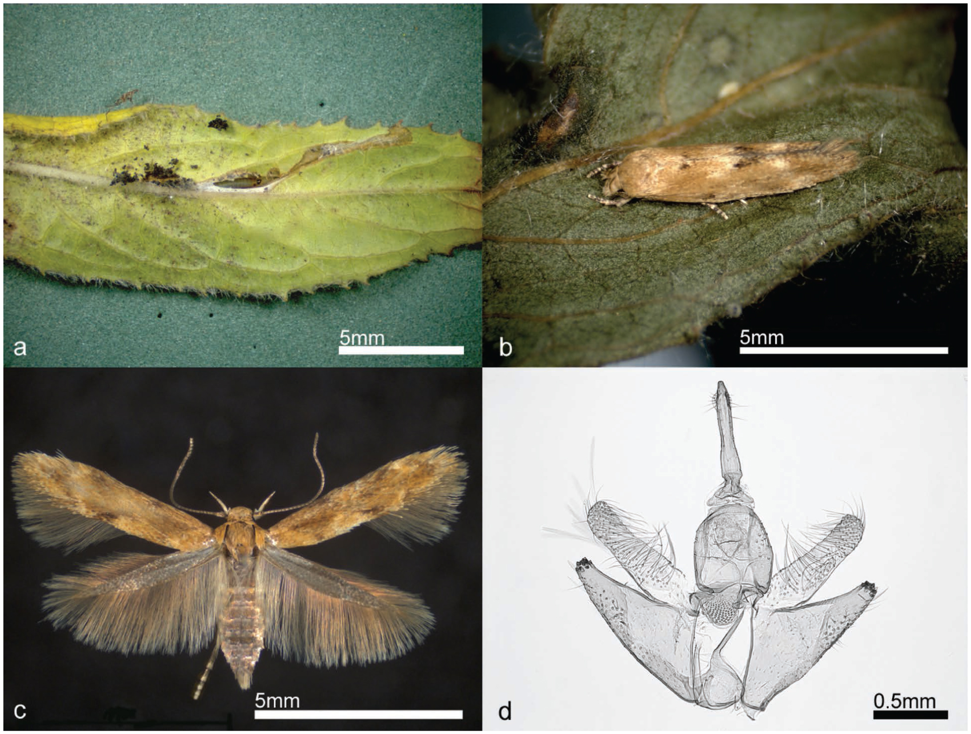 Mompha epilobiella (Momphidae), a European Moth in the Pacific ...