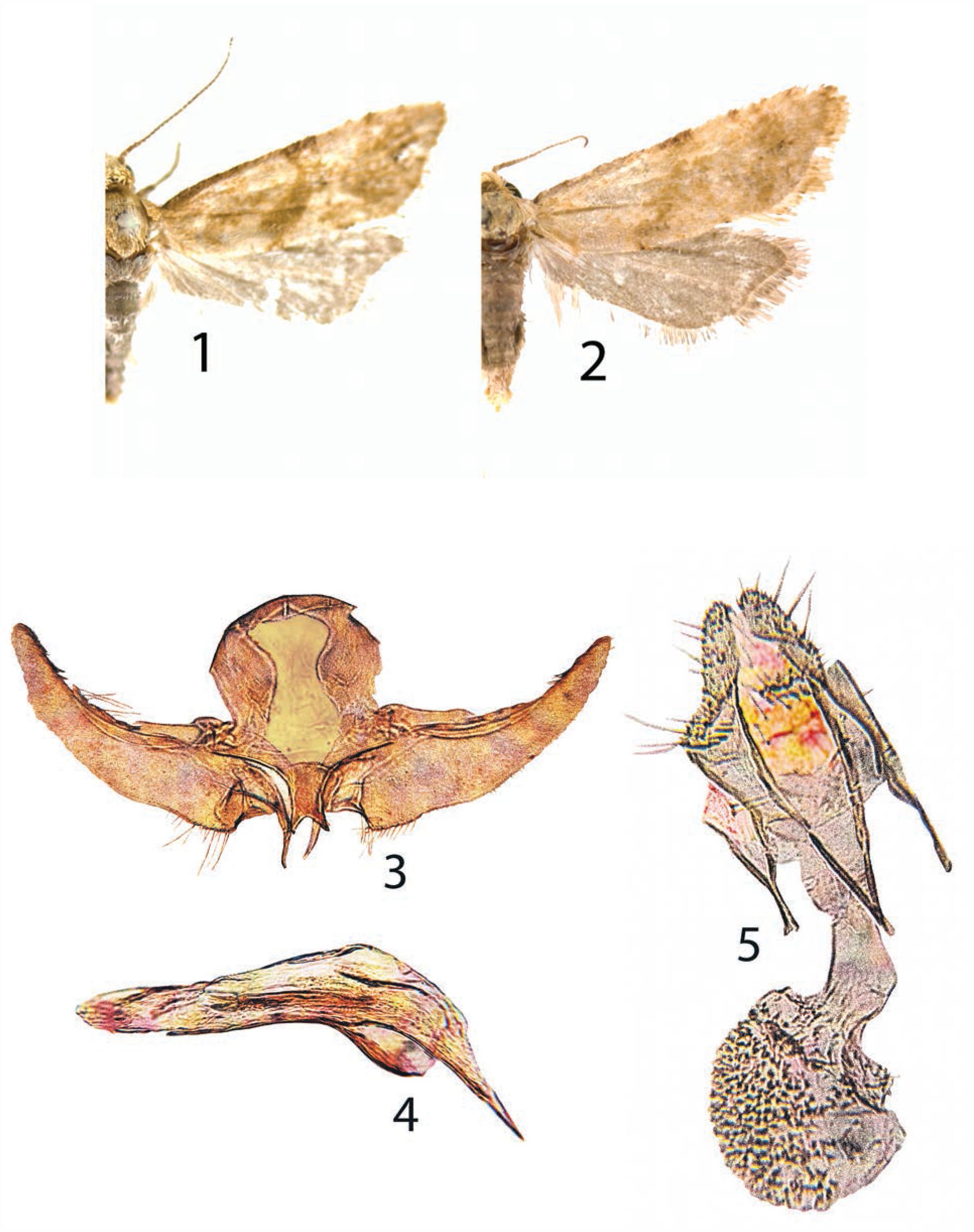 The Description Of Platphalonia Magdalenae (tortricidae, Tortricinae 