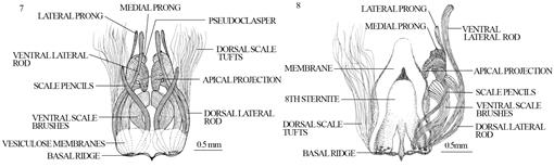 Anatomical Study on the Morphology of the Reproductive Systems and the ...