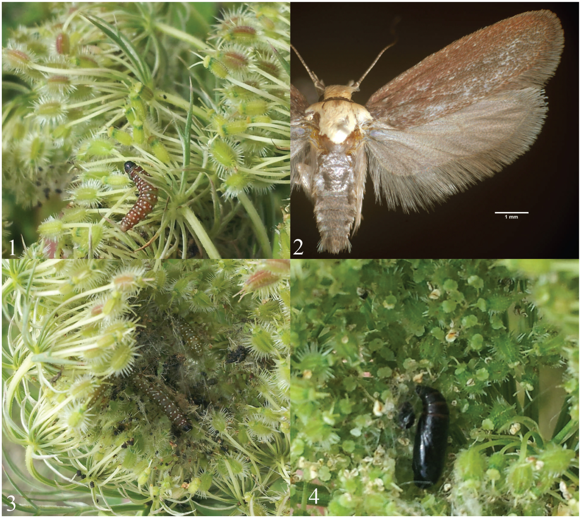 Shield Shaped Moth - Choristoneura rosaceana 