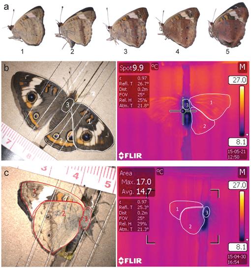 Seasonal Plasticity In Junonia Coenia Nymphalidae Linking