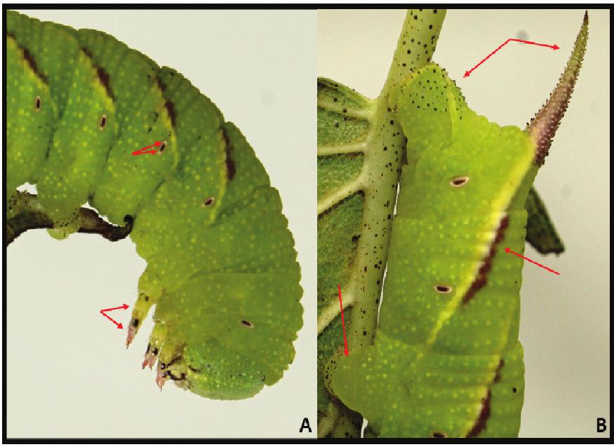 Descriptions of New Ceratomia hageni (Sphingidae: Sphinginae) Larval ...