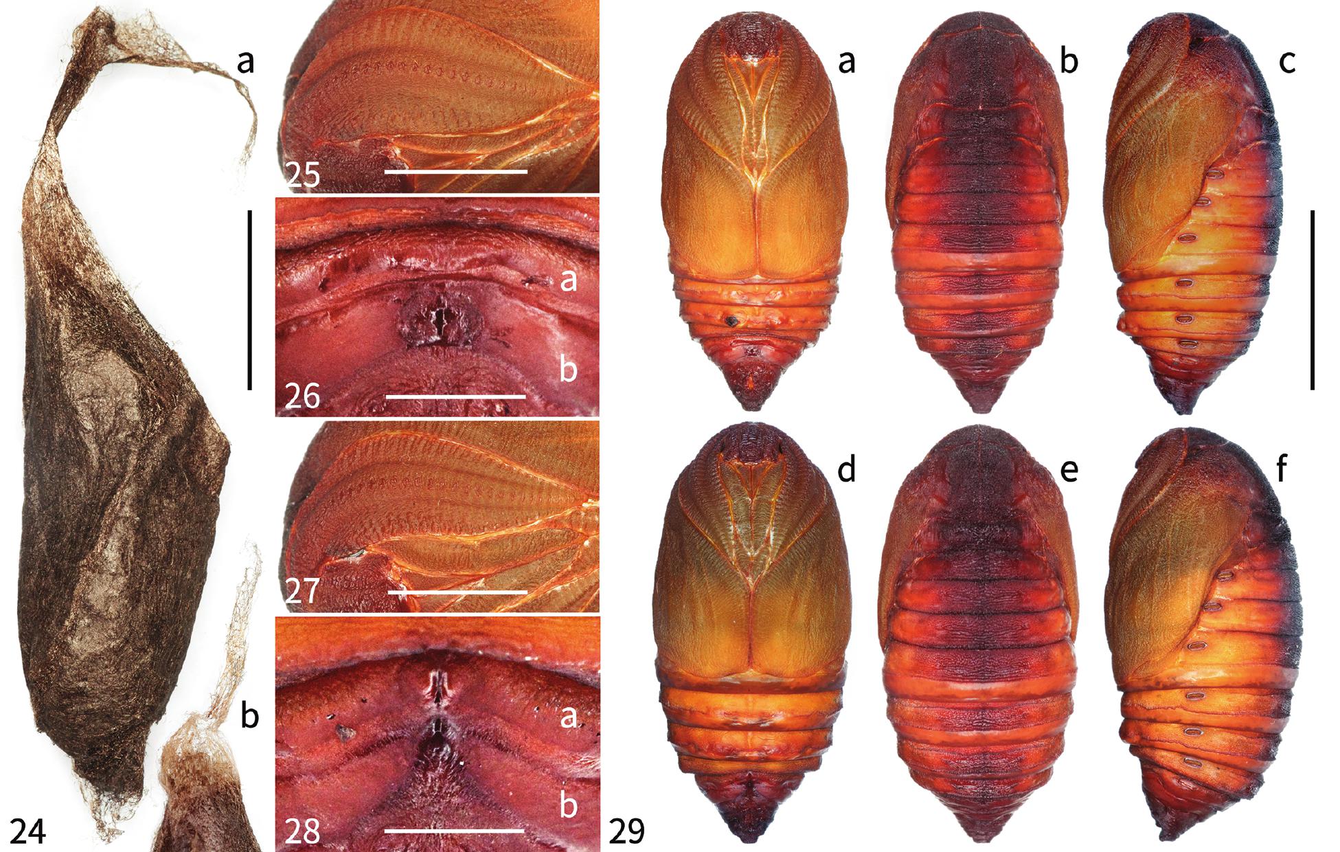 PHALANGIIDAE sp. Latreille, 1802 - Biodiversidade