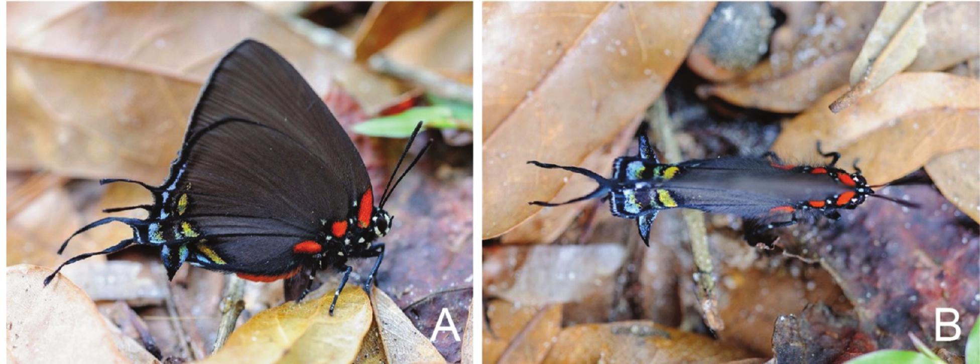 Butterflies of the Indian subcontinent - Zeltus amasa