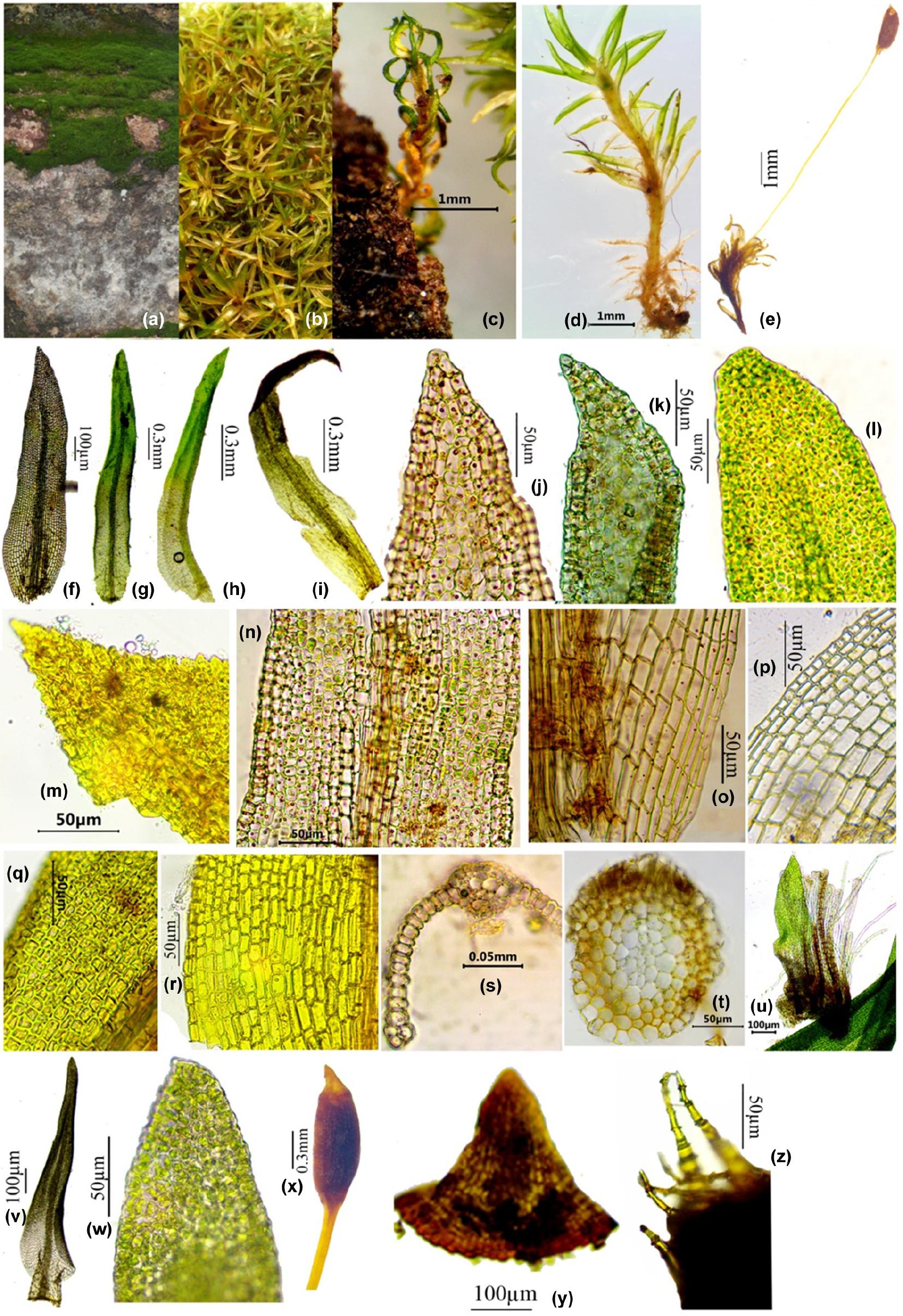 https://bioone.org/journals/lindbergia/volume-2019/issue-1/linbg.01114/Rediscovery-of-Oreoweisia-brevidens-Herzog-Dicranaceae-Bryophyta-an-Indian-endemic/10.25227/linbg.01114.full