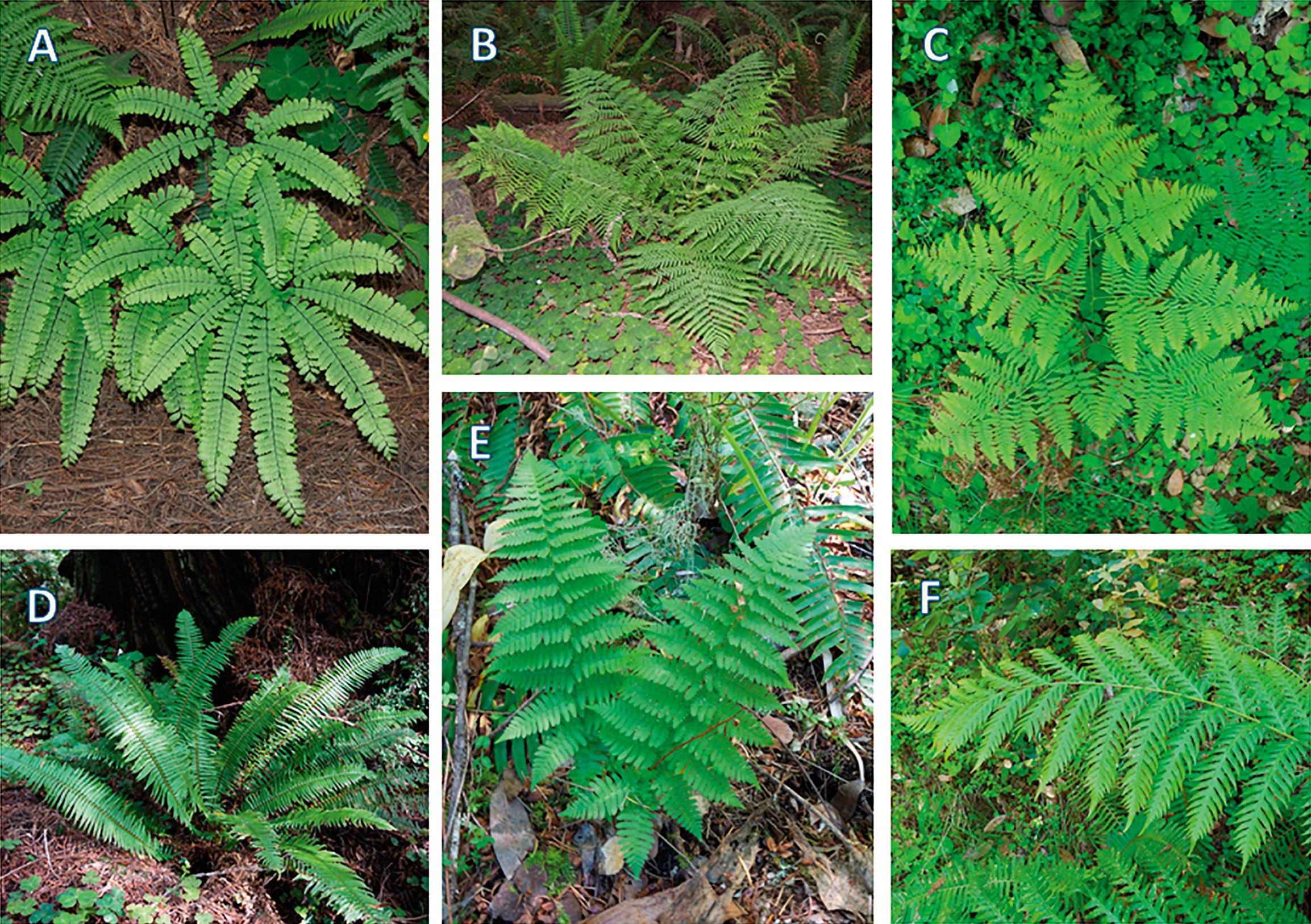 Evergreen and Deciduous Ferns of the Coast Redwood Forest