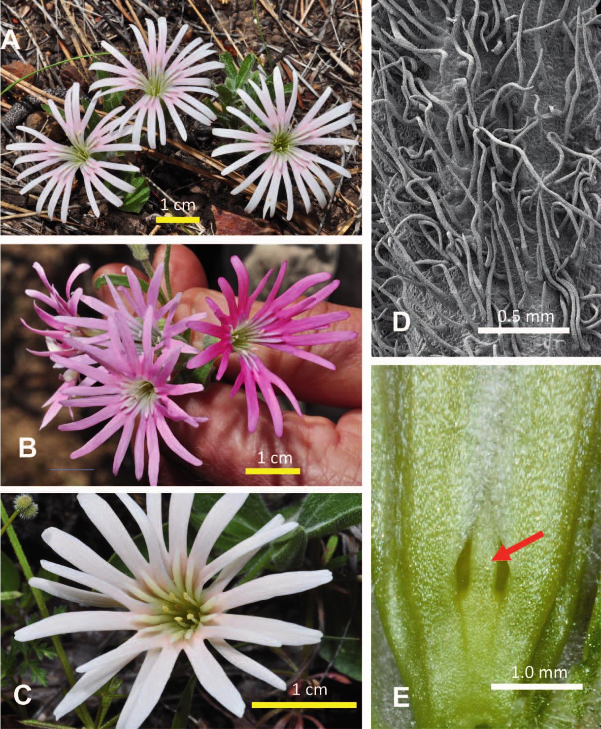 SILENE NELSONII, A NEW LARGE-FLOWERED SPECIES FROM THE TRINITY RIVER ...