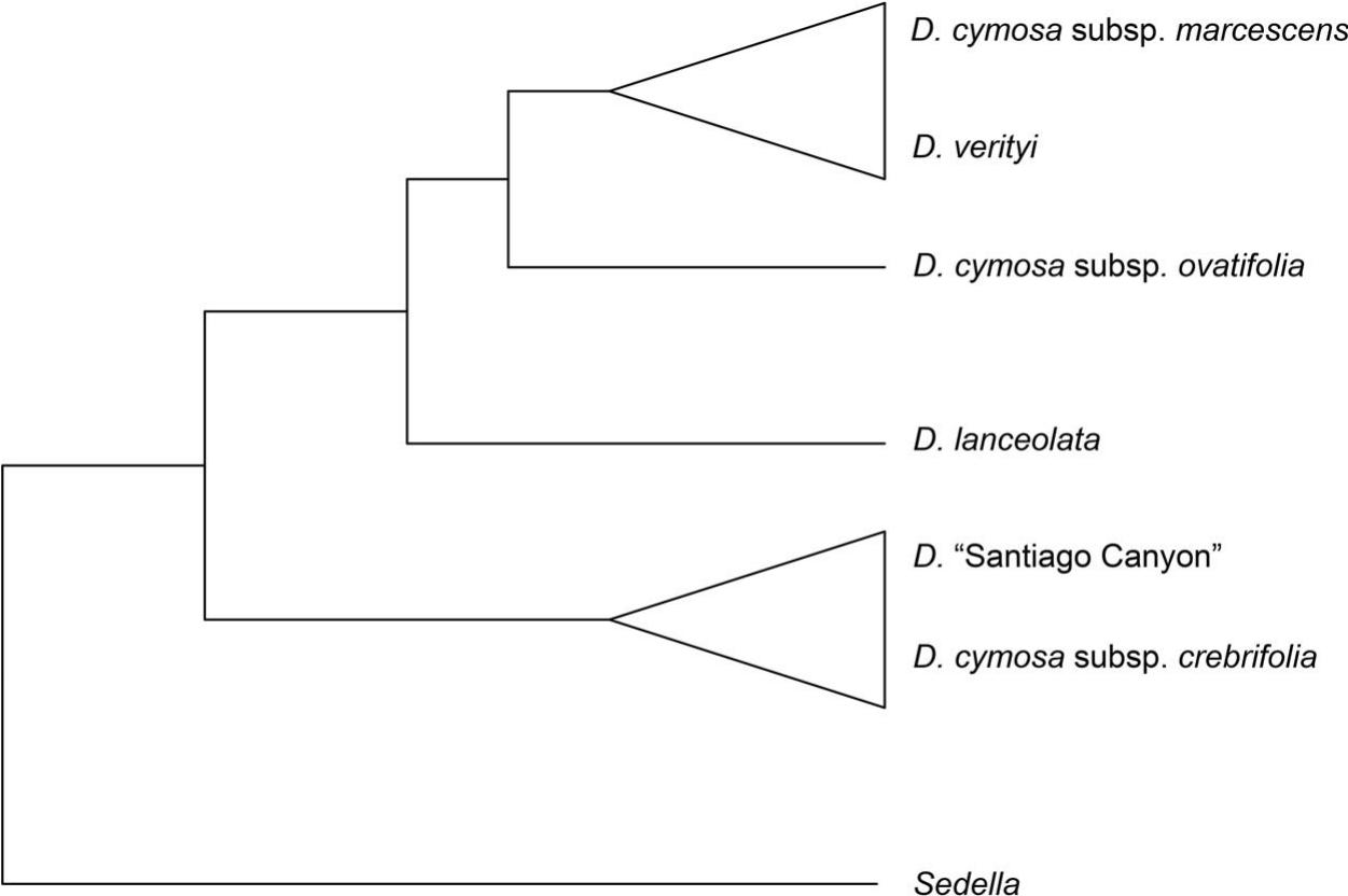 A NEW, RARE CLIFF-DWELLING DUDLEYA (CRASSULACEAE) SPECIES FROM ORANGE ...