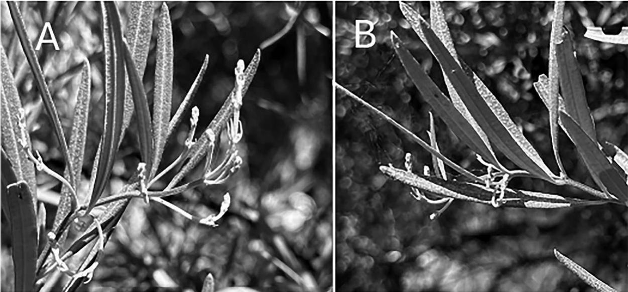 Nascent Inflorescences In Xylococcus And Ornithostaphylos And Their 